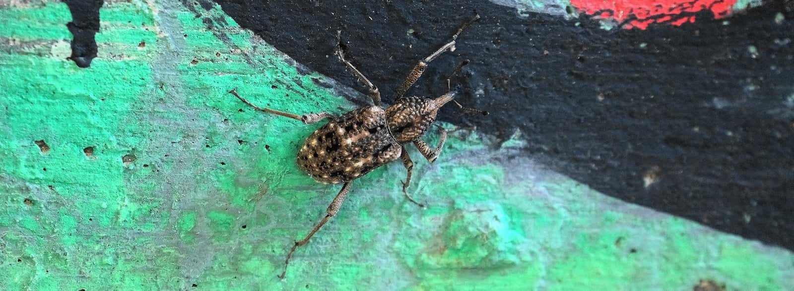 オオゾウムシ - 一般社団法人 養老の森 公式サイト