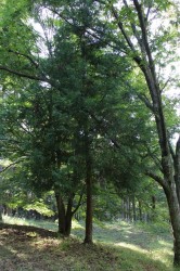 2015_09_19_0037_original