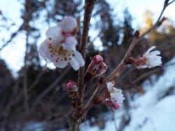 DSCF0671
